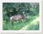 Elk near Banff * 2592 x 1944 * (2.69MB)